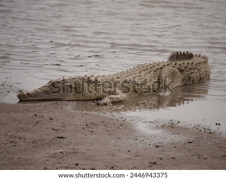 Crocodile basking in the sun at the Nairobi National Park