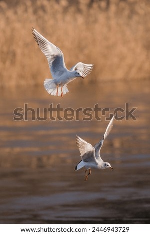 Seabirds and gulls, gracefully navigating the ocean winds, their wings catching the sunlight as they glide effortlessly above the waves, a sight of natural freedom and maritime elegance Royalty-Free Stock Photo #2446943729