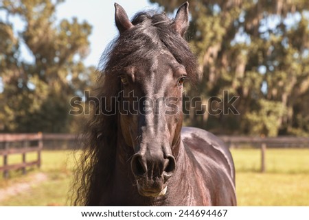 Closeup of a black brown Frisian stallion horse with long mane and flared nostrils facing camera in field looking majestic beautiful strong alert wild free