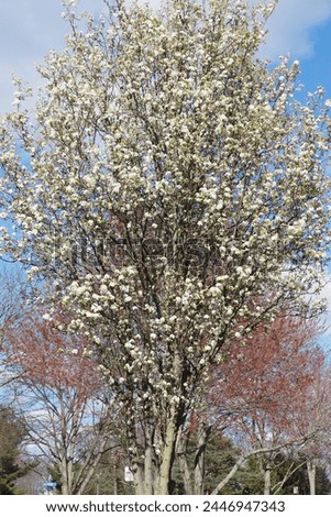 Springtime has arrived in Pennsylvania with the trees blooming. Royalty-Free Stock Photo #2446947343