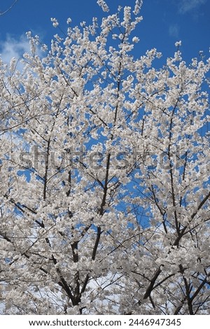 Springtime has arrived in Pennsylvania with the trees blooming. Royalty-Free Stock Photo #2446947345