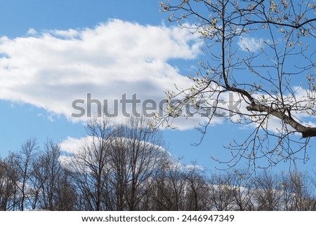 Springtime has arrived in Pennsylvania with the trees blooming. Royalty-Free Stock Photo #2446947349