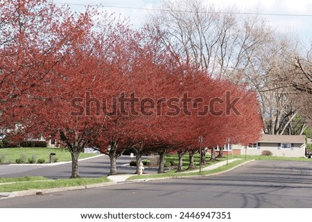 Springtime has arrived in Pennsylvania with the trees blooming. Royalty-Free Stock Photo #2446947351
