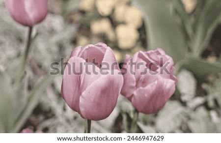 beautiful pink tulip picture with soft background