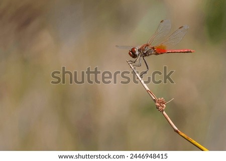 Red-veined darter or nomad Sympetrum fonscolombii dragonfly perching on a the tip of a stick. Dragonfly profil against blurred background. Sympetrum fonscolombii Libellulidae in Corsica, France Royalty-Free Stock Photo #2446948415
