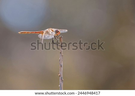 Sympetrum fonscolombii Libellulidae in Corsica, profil portrait in macro. Closeup of Dragonfly against blurred background. Wild faune of France in macro Royalty-Free Stock Photo #2446948417
