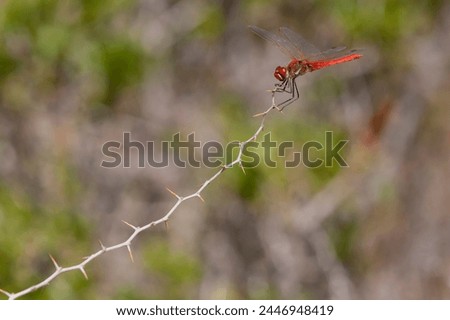Red-veined darter or nomad Sympetrum fonscolombii dragonfly perching on a the tip of a stick. Dragonfly profil  against blurred background. Sympetrum fonscolombii Libellulidae in Corsica. Royalty-Free Stock Photo #2446948419