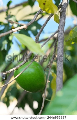 Guava fruit hanging on tree closeup picture fruit food guava tree healthy garden organic plants unripe.