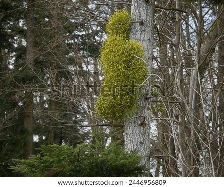A vibrant green mistletoe bush adorns the trunk of a tree, standing out against the backdrop of a dense forest.