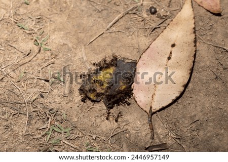 Carpenter ants (Camponotus gibber) large endemic ant indigenous to many forested parts of world. Species endemic to Madagascar. large endemic Madagascar ants eat banana peels Royalty-Free Stock Photo #2446957149