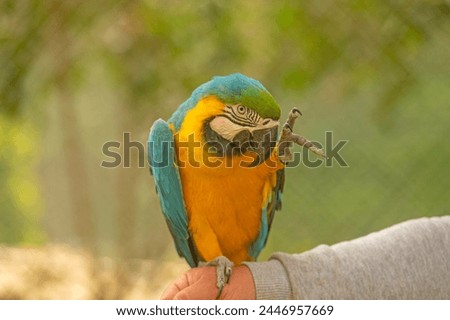 The blue and yellow parrot is in the hands of its owner.