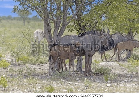 Picture of a group of buffalo during the day in Etosha national park in Namibia in summer