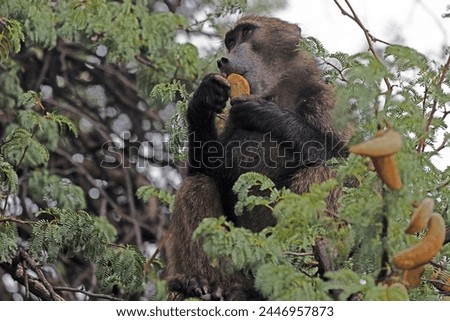 Picture of a single baboon sitting in a tree in Namibia during the day