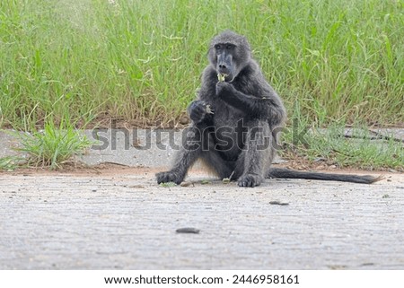 Picture of a single baboon in an open meadow in Namibia during the day
