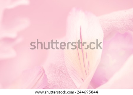 flower on soft light pink color