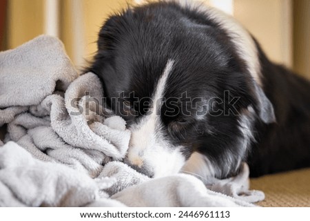 Dog kneading and chewing gray blanket. Border Collie puppy nibbles and sucks soft fluffy grey bedding. Royalty-Free Stock Photo #2446961113