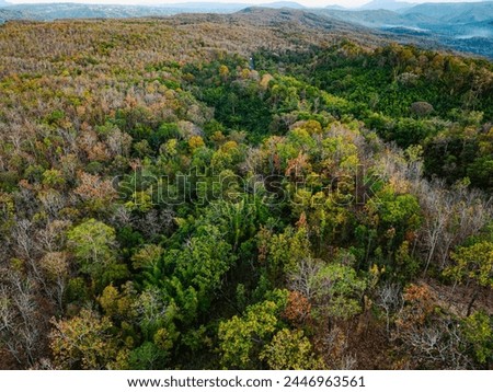 
Autumn leaves change color colorful leaves Surrounded by lush trees and vibrant greenery 
in spectacular scenes of nature's textures and colors.
Different colors of leaves in the forest
