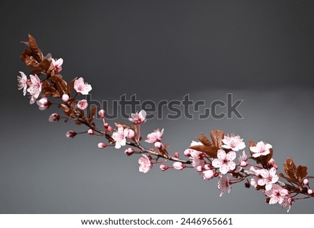 Red leaf white cherry in spring April in Central Park New York City environment nature conservation education decoration picture frame art wallpaper