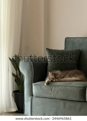 A close-up photo of a fluffy gray cat sleeping peacefully on a comfortable green couch in a sunny living room. Light spills in from left side of the frame, casting soft shadows across the room.