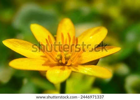 Yellow flower close up on green grass background