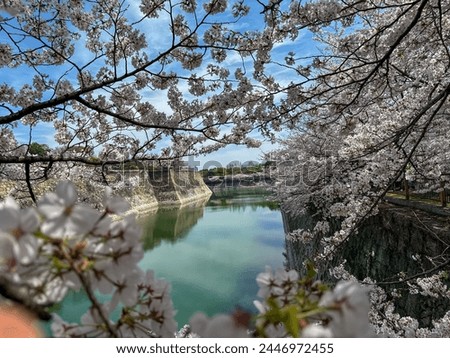 Cherry Blossom are in full bloom on the tree in riverside park Osaka Castle, Japan