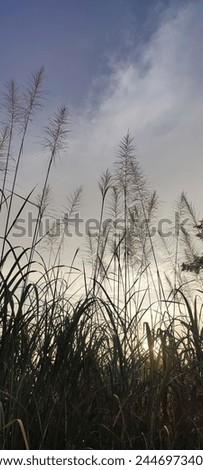 silhouette of sugarcane flowers in the morning