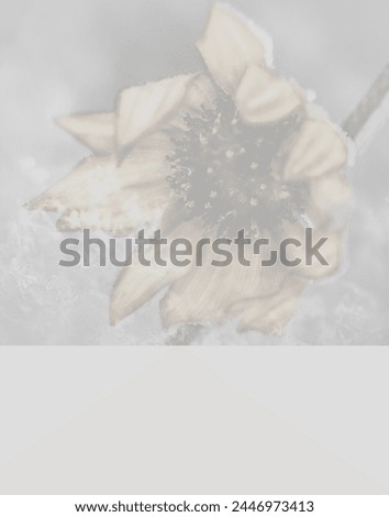Soft muted minimalist picture of sunflower covered in frost with modern blue toned background.  Room for text at the bottom.  