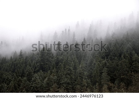 Jiuzhaigou, Sichuan, China, Asia, Exterior photo view of the misty foggy valley with humid rainy fog weather climate on this forest with pine trees and Chinese mountains ans asian hills in countryside