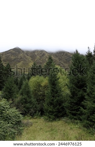 Jiuzhaigou, Sichuan, China, Asia, Exterior photo view of the misty foggy valley with humid rainy fog weather climate on this forest with pine trees and Chinese mountains ans asian hills in countryside