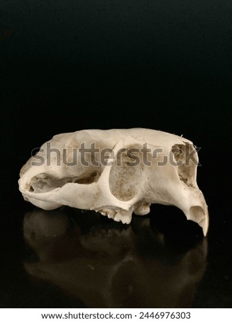 Well-preserved skull of an American porcupine against a black background. Its intricate details, from the pointed incisors to the delicate eye sockets, are showcased with striking clarity