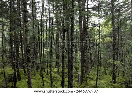 Exterior photo visual view of a chinese forest with thin natural trees in the woods in the countryside Jiuzhaigou Valley National Park with humid weather climate humidity rain rainy raining