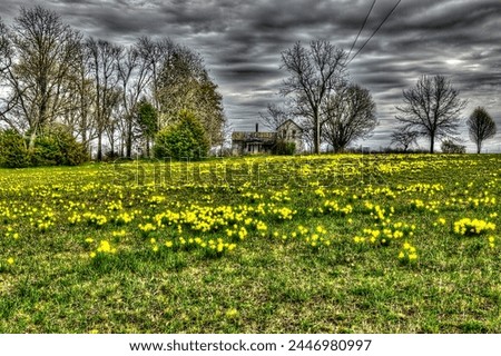 Bright yellow daffodils highlight the foreground leading up to this old farmhouse on IL-127 North between Greenville, IL and Hillsboro, IL, while dark clouds hover overhead.