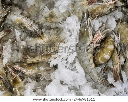 a photography of a bunch of shrimp sitting on top of ice.