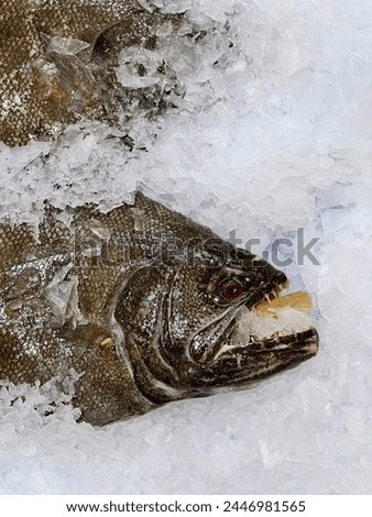 a photography of a fish is laying on ice in a pile.