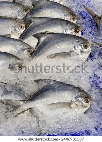 a photography of a bunch of fish sitting on top of ice.