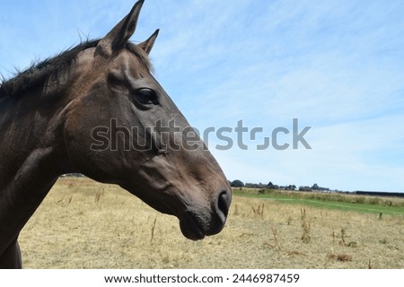 A horse side face picture