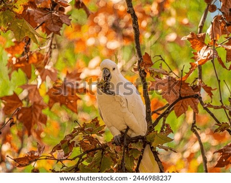 Cockatoo eating nut in autumn colours