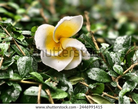 A single, delicate white flower with a yellow center is nestled in the lush green leaves of a bush. The petals are perfectly formed and seem to be soaking up the raindrops that have settled on them. Royalty-Free Stock Photo #2446991415