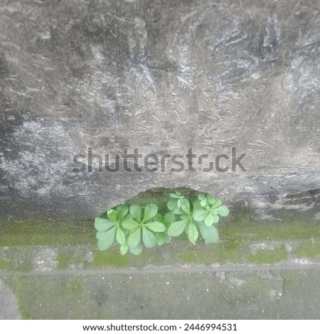 Ginseng plants growing between the walls