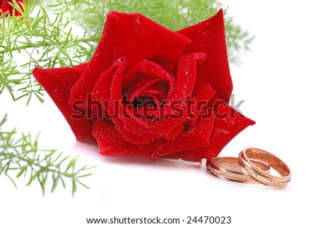 Two wedding ring and red rose