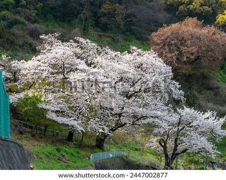 Cherry blossoms in full bloom in the mountains of Osaka