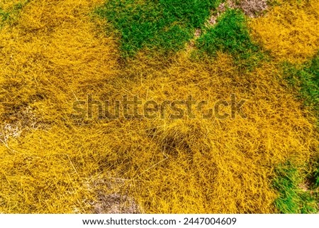 background with colorful abstract Indonesian nature for business