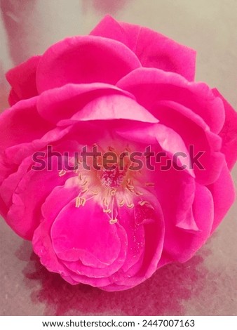 this is the image of beautiful pink colour rose it's very delicate 