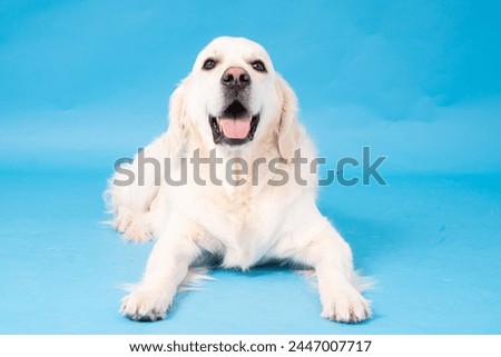Cream Golden Retriever dog, on blue background