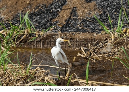 a picture of great egret in village area. 