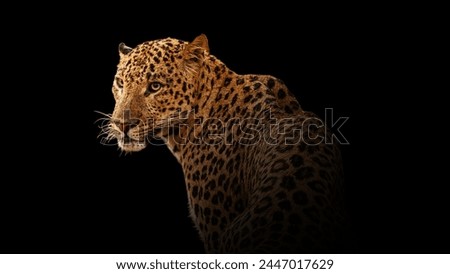 Angry wild cheetah in the dark of night on forest. Looking at prey. Warm light with black background.