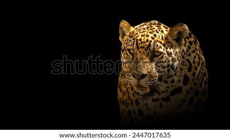 Angry wild cheetah in the dark of night on forest. Looking at prey. Warm light with black background.