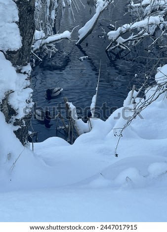 Winter landscape - a snow-covered  lakes with cute duck A Christmas picture - a winter forest,absolutely beautiful natural comfortable and peaceful