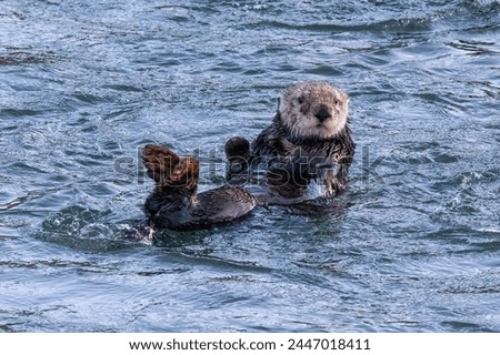 Closeup of sea otter (Enhydra lutris) Floating in ocean in Morro Bay, California.
