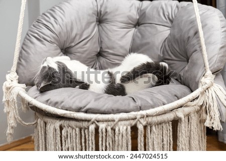 Cat resting, sleeping, relaxing hanging home rope swing in a Scandinavian interior. cat face lying on the fabric. muzzle of a sleeping cat with closed eyes. pet ownership, pet friendship concept Royalty-Free Stock Photo #2447024515